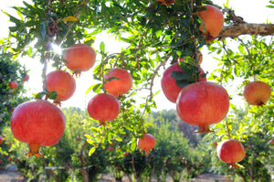 Beit Yitzhak 100% Fruit Spreads - Pomegranate