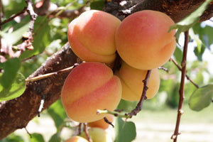 Beit Yitzhak 100% Fruit Spreads - Apricot