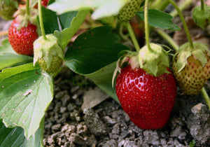 Beit Yitzhak 100% Fruit Spreads - Strawberry